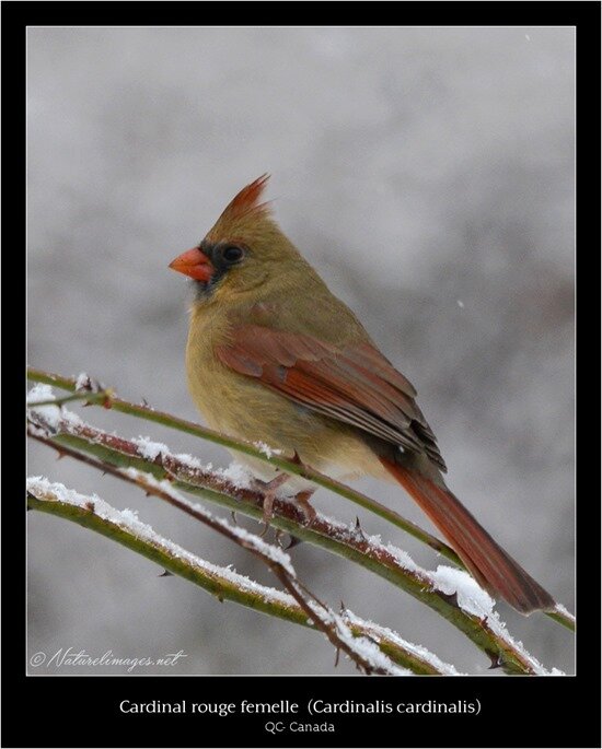 female-cardinal-18-1-naturelimages