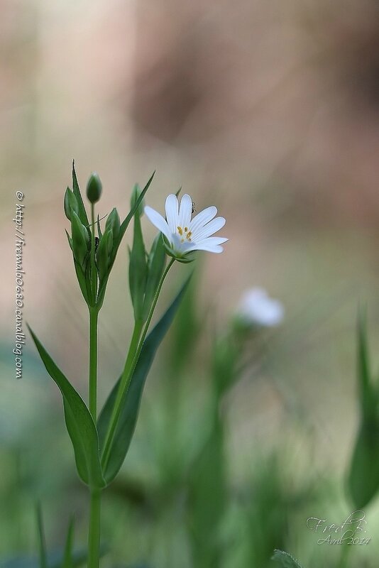 Stellaria holostea