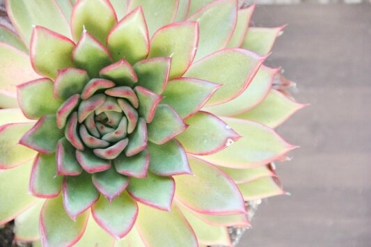 jardin dhiver8