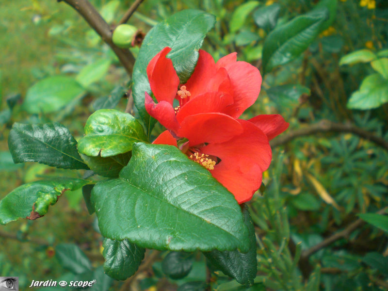 Cognassier du Japon en fleurs