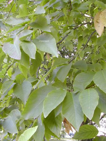 Magnolia_acuminata__1_