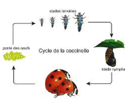 Le cycle de reproduction de la coccinelle et la transformation des