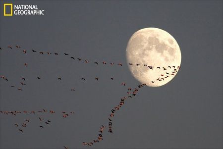 Lune et Migratio oiseaux