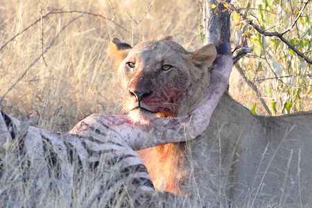 Lion, parc d'Etosha, Namibie