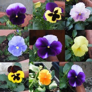 pensees