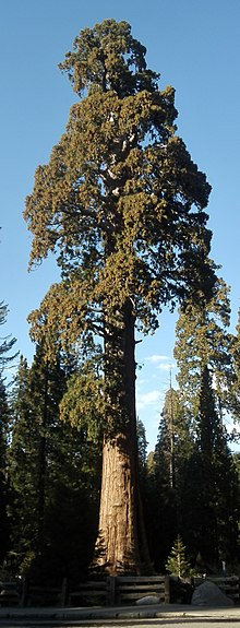 220px-Sequoia_Sentinel_P4260950