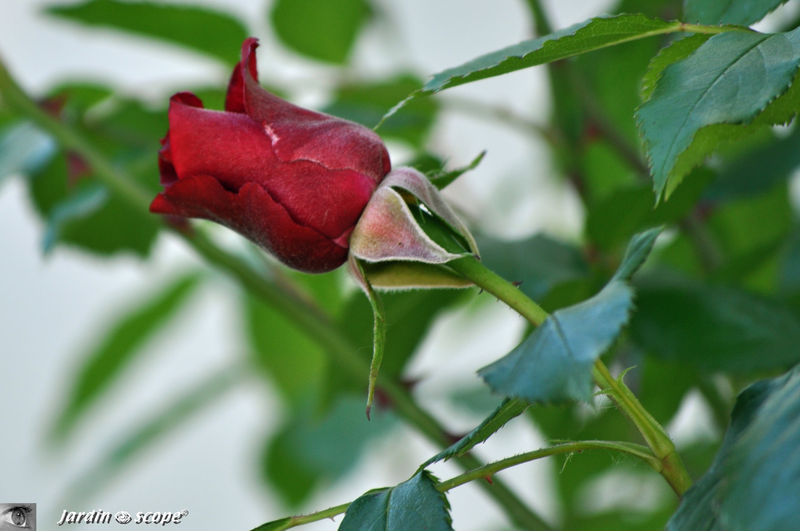 le rosier grimpant 'Red Parfum'
