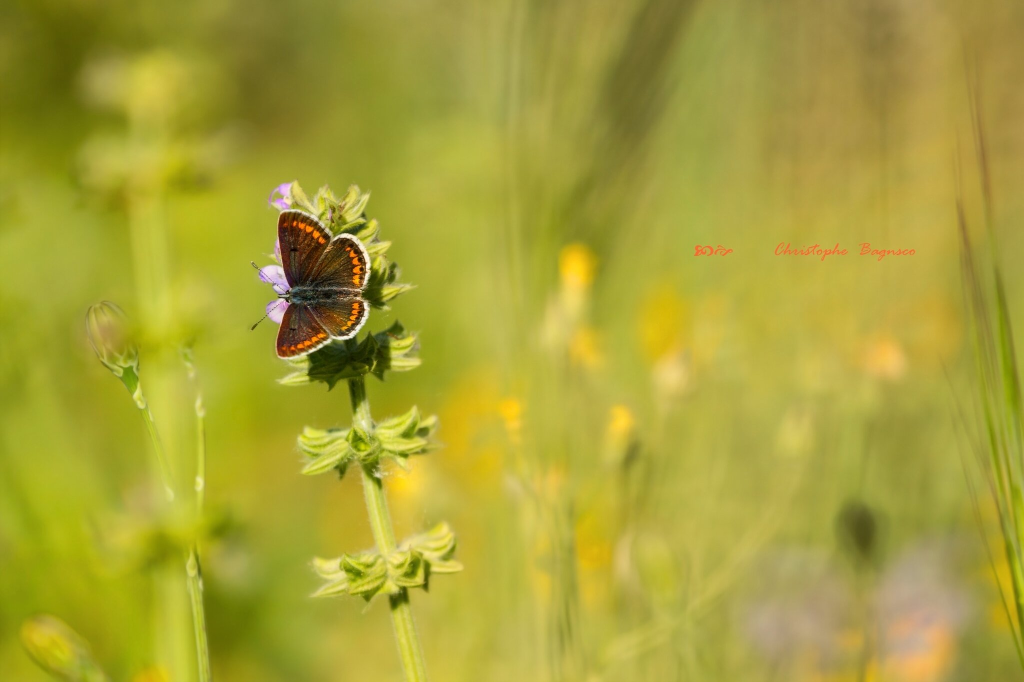 Prairie d'ailes et fleurs