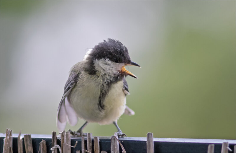 maison oiseau mesanges charbonnières 230718 ym 11
