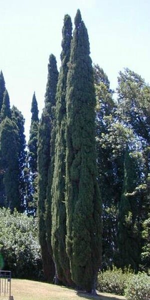 Cupressus_sempervirens_Stricta