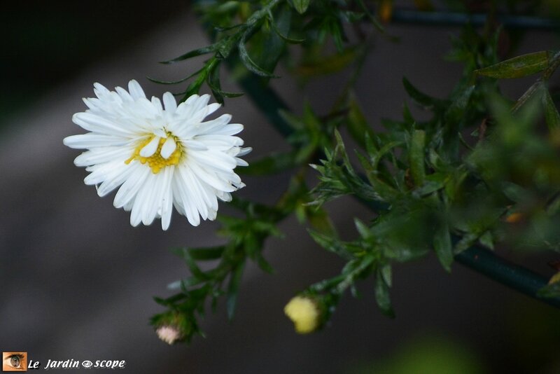 Aster-novi-belgii-White-Ladies