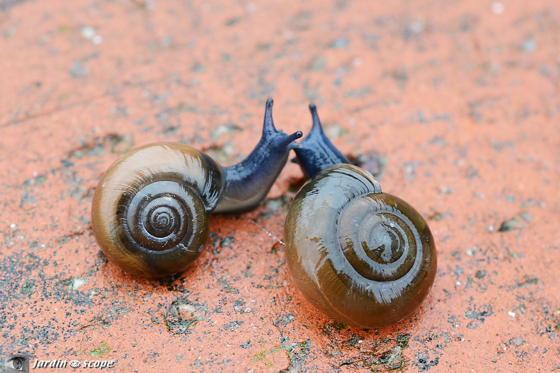 En quoi est fabriquée la coquille d'un escargot ? Maïa, 10 ans - Images Doc