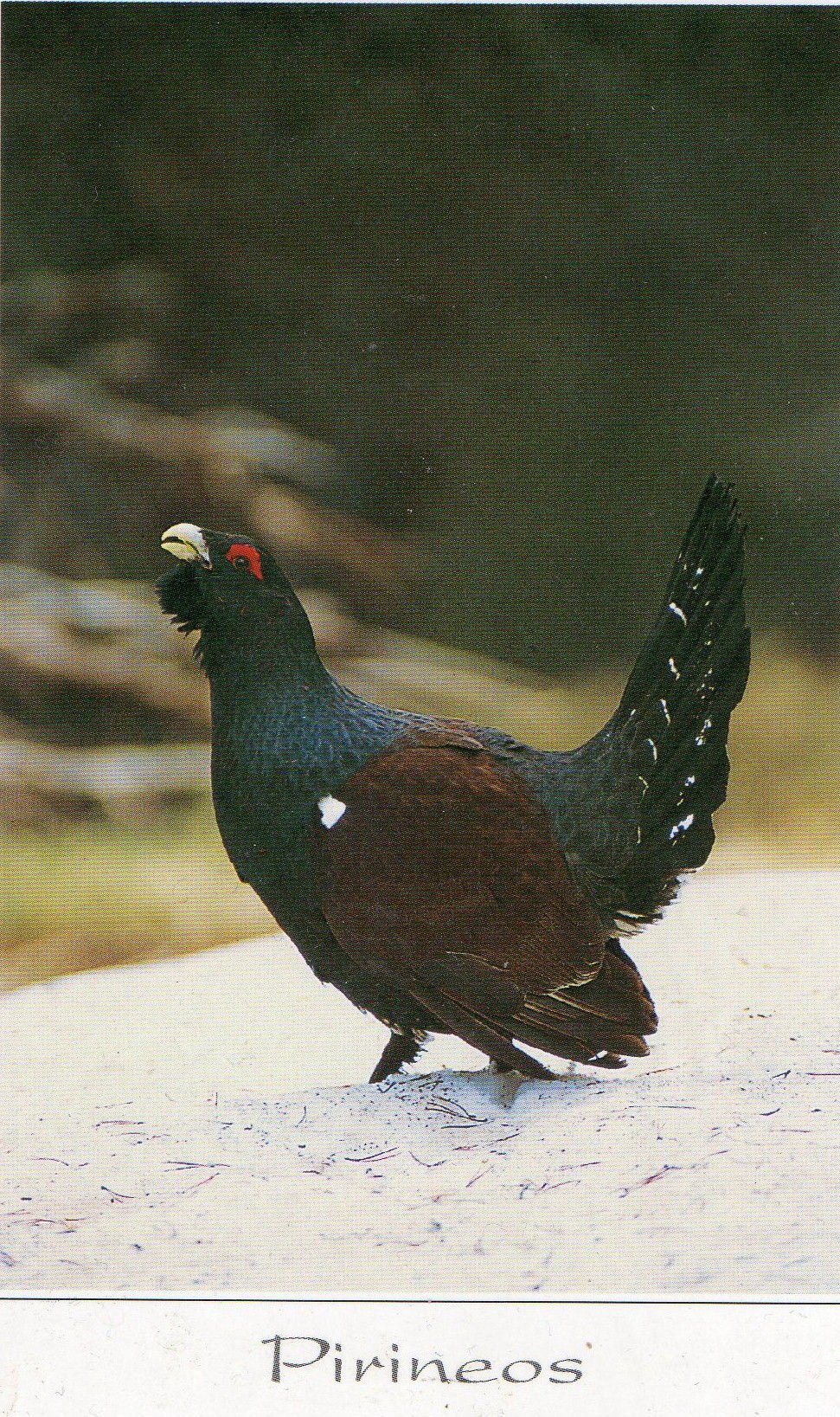 Les Pyrénées, version espagnole (Espagne)