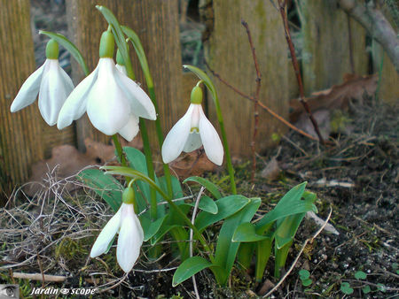 Galanthus_Nivalis