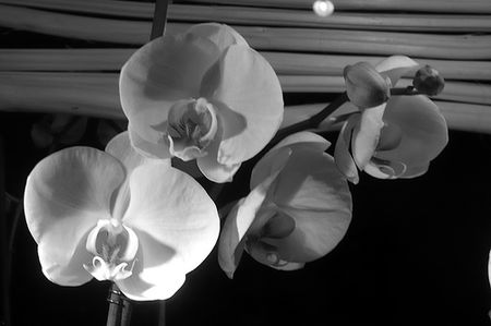 orchid_eNB