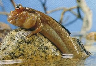 mudskipper