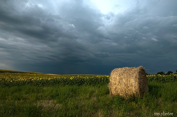 Tournesol-HDR1