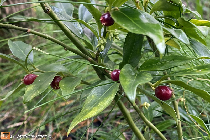 Sarcococca