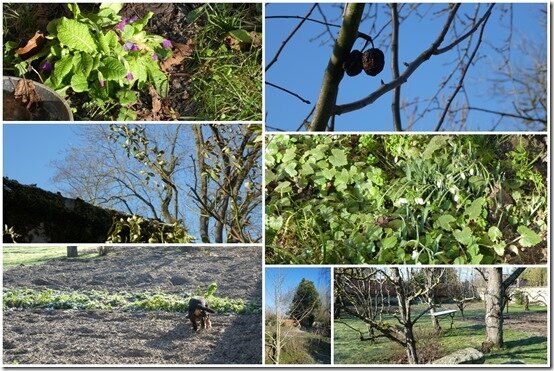 jardin 11 février 20212