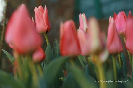 tulipes_20120401_02