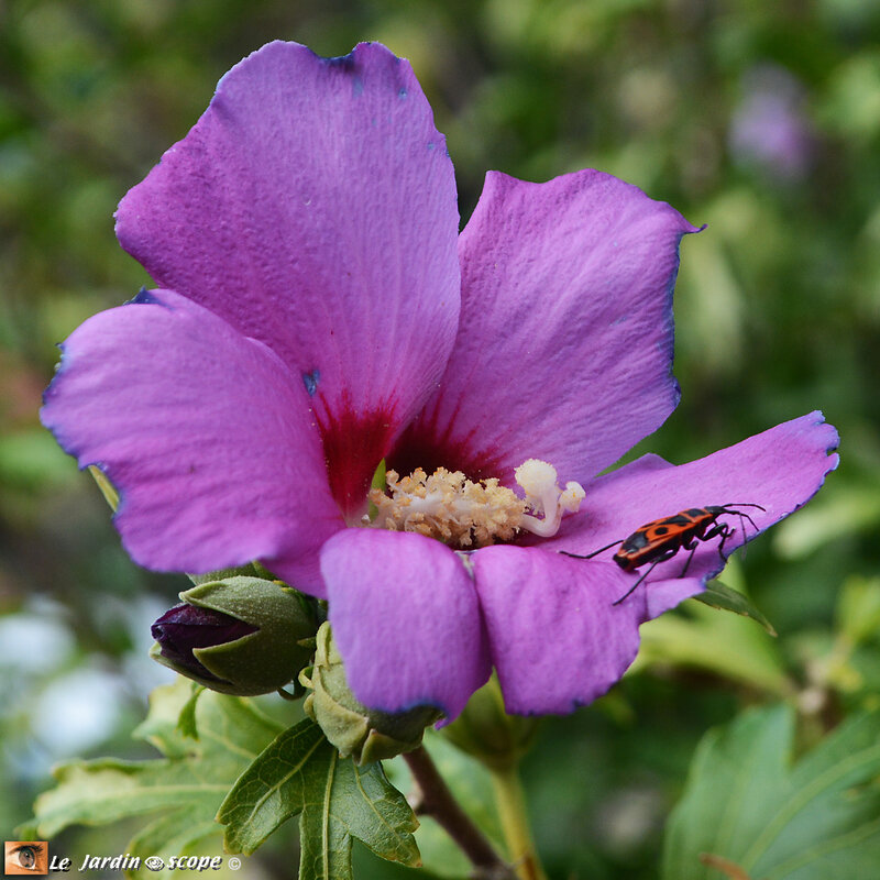 Hibiscus-de-Jardin