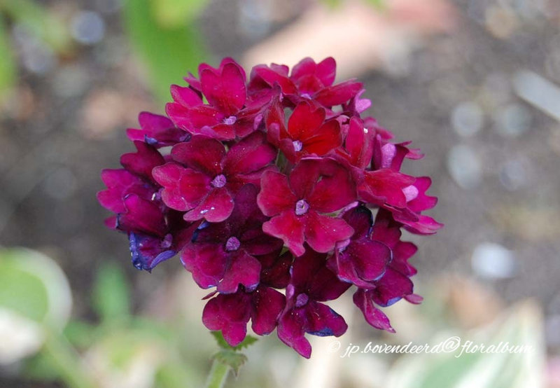 Verbena 'Claret'