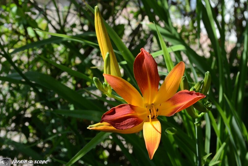 Hemerocallis-Mary Gunther