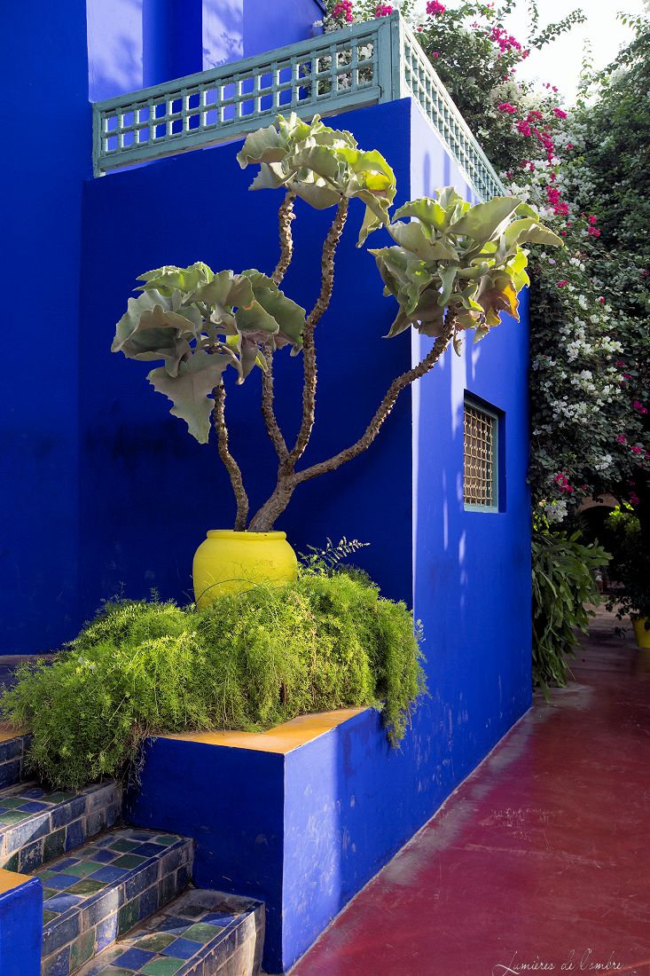 w_Majorelle_Bleu et jaune_20170929_6425