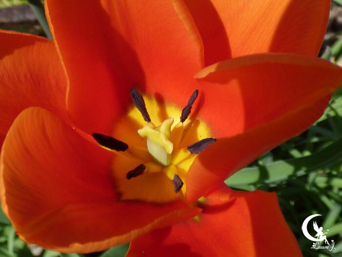 tulipes 13