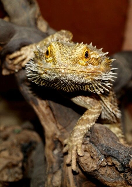 bearded-dragon-1302335_640