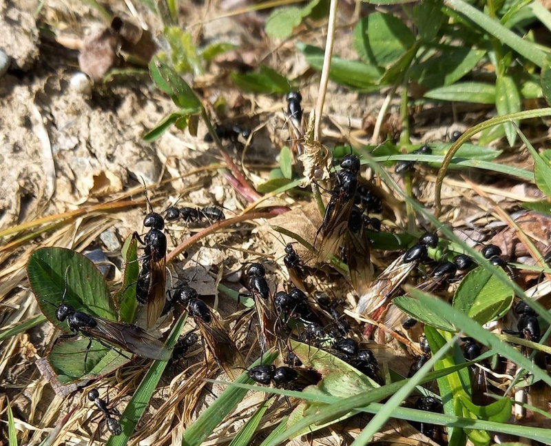 envol fourmi charpentières