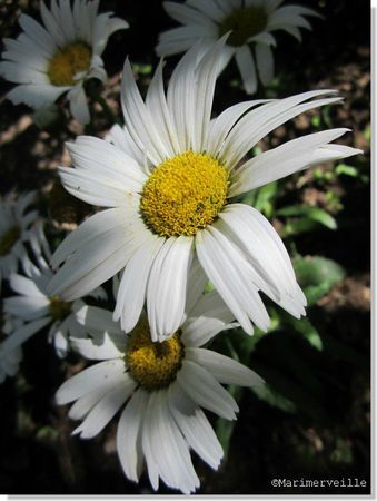 marguerites