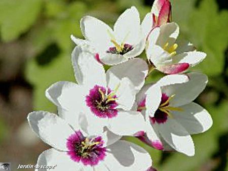 Ixia flexuosa • Lis des blés