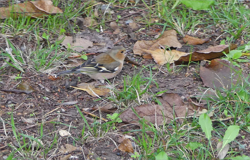 Oiseau pinson graine sol 101122 6