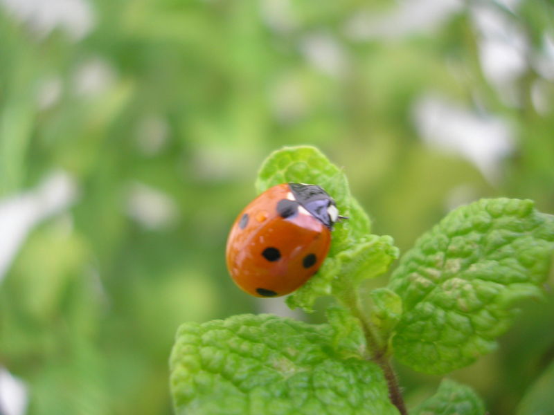 Des visiteuses sur la menthe De tout et de rien