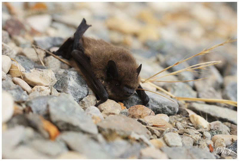 pipistrelle-sp-23-03