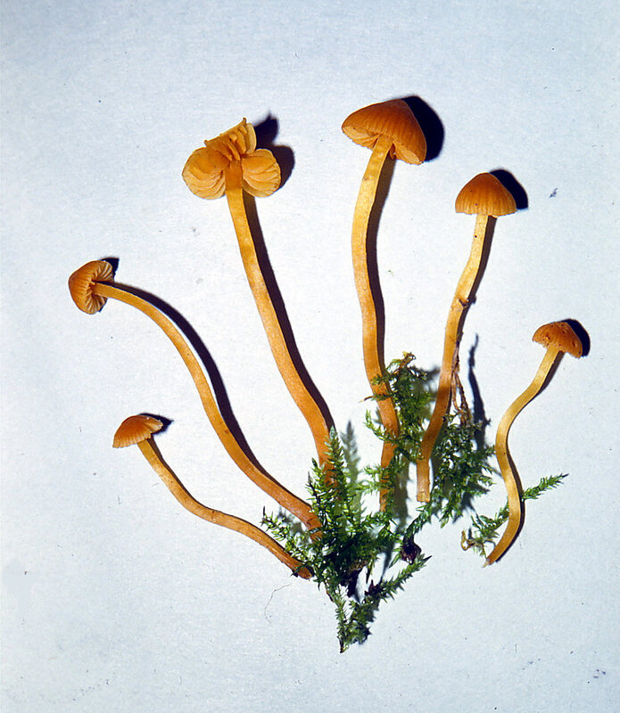 Galerina mycenopsis 1986 1129 (1)