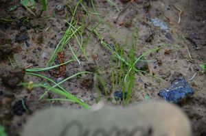 jardin_05