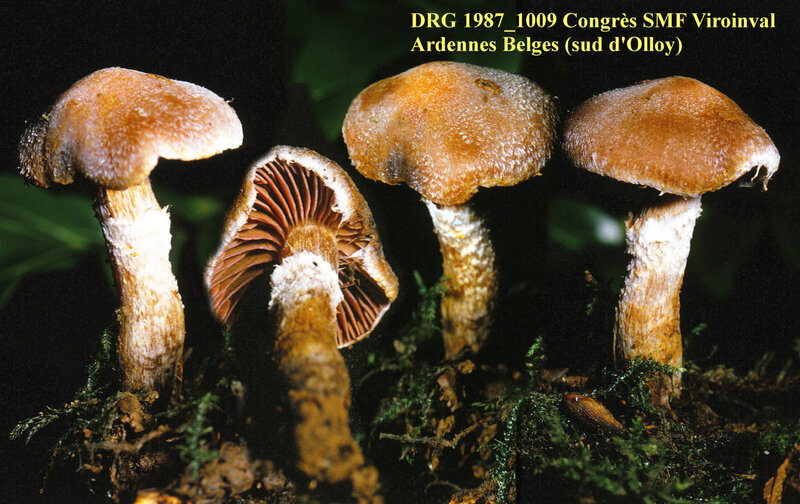Cortinarius rigidus 1987_1009 Olloy