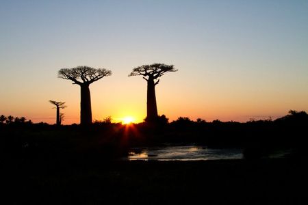 paysage-baobabs-2