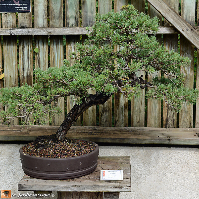 PAT_0988-Bonsai