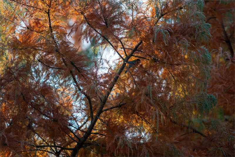 Oiseau mésange cyprès chauve 101222 1