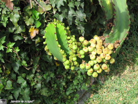 Euphorbia_ingens