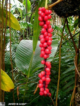 CIMG1421_fruit_Anthurium