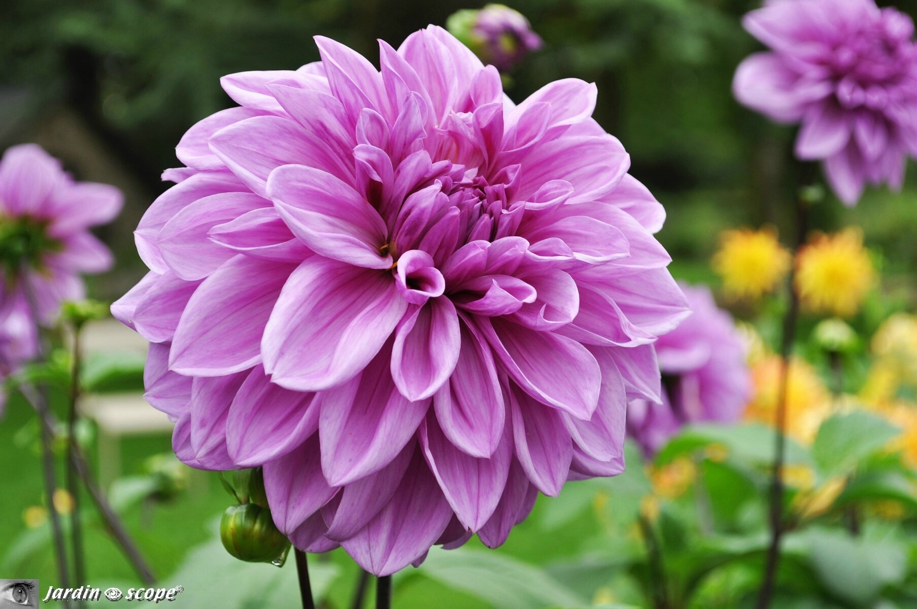 Dahlia Lilac-Time
