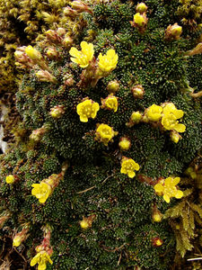 SaxifragaAretioides8827