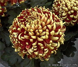 chrysantheme_fleurs_2