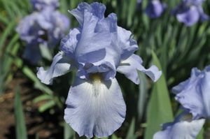 Iris-Galilee-2