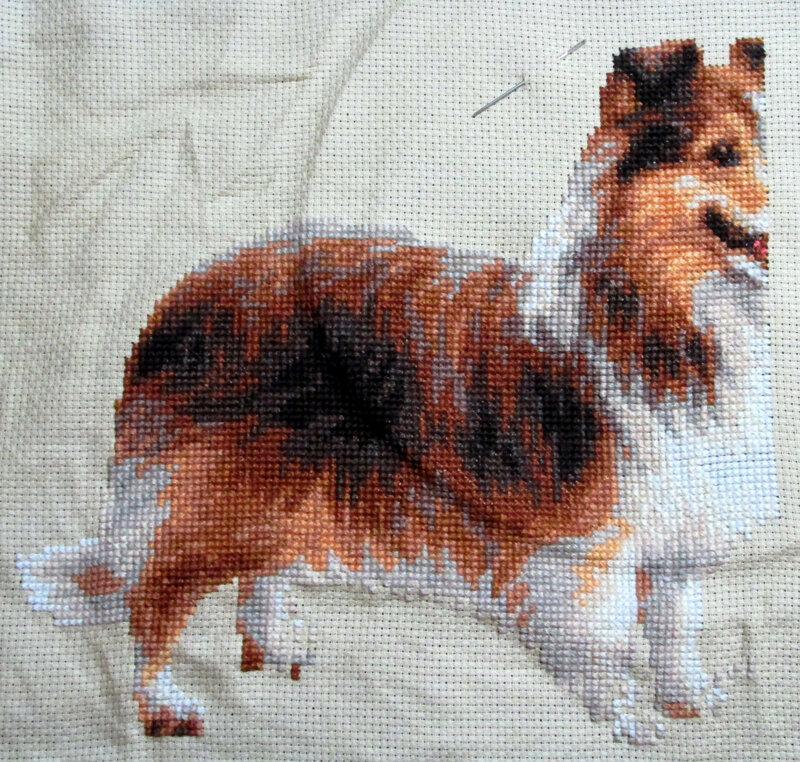 Defi _ Sheltie 6