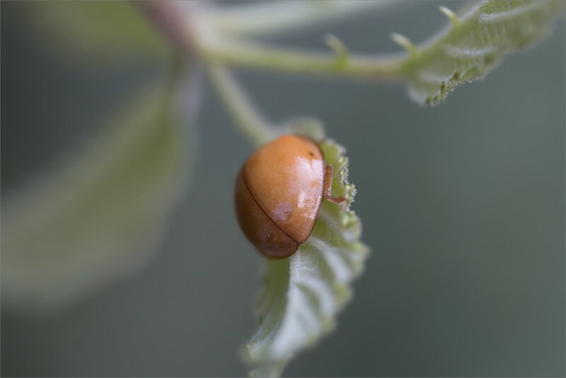 ville coccinelle sans points 1 220818